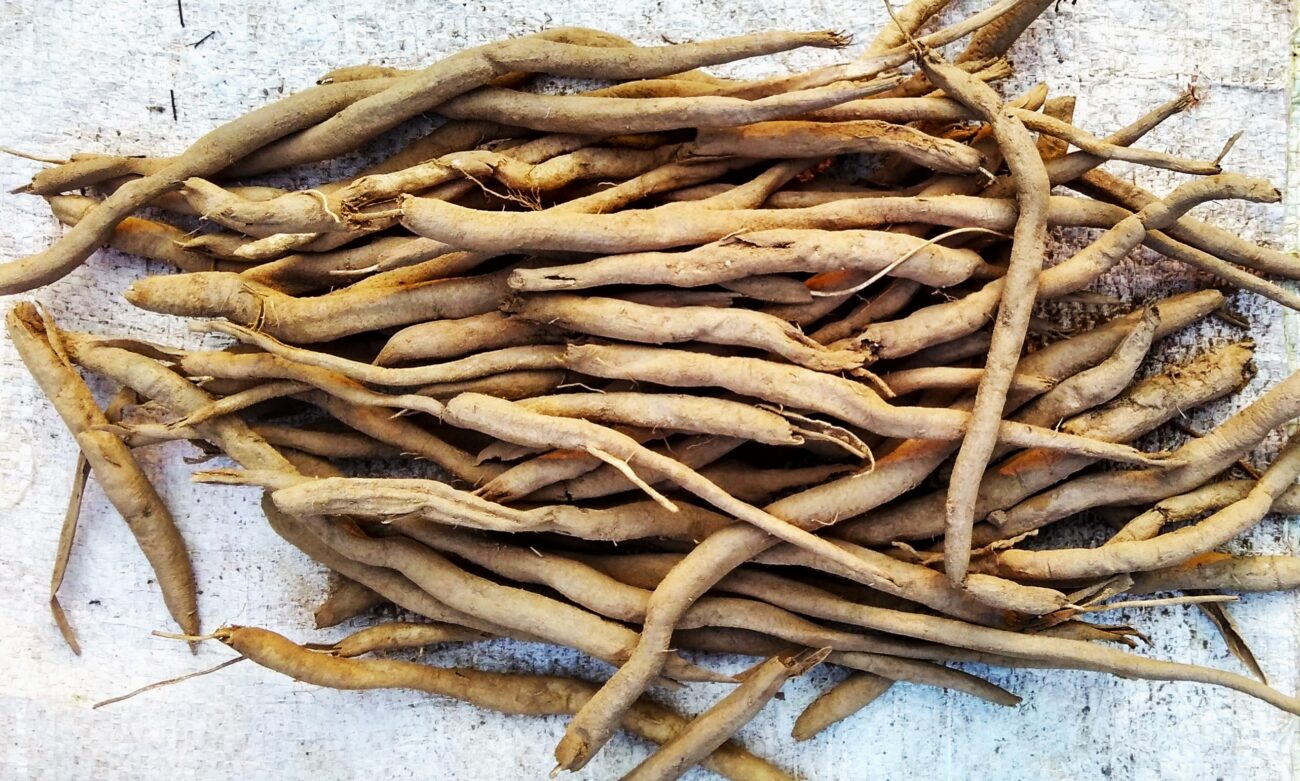 Dried_Safed_Musli_tubers